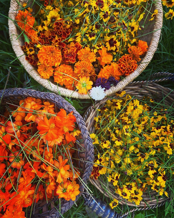 🌸RETRAITE TINCTORIALE🌸      Week-end Immersif en teinture naturelle   6-7 Septembre 2025