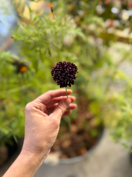 Ensemble de semences pour jardin tinctorial