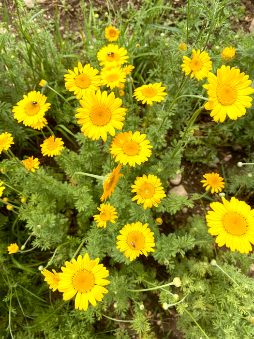 Ensemble de semences pour jardin tinctorial