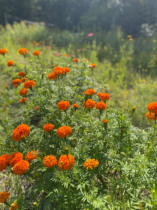 Ensemble de semences pour jardin tinctorial