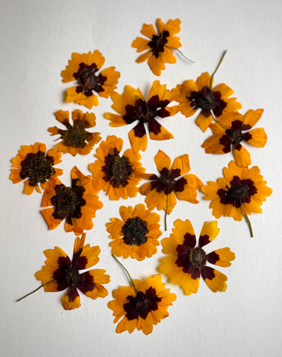 Fleurs pressées pour Ecoprint