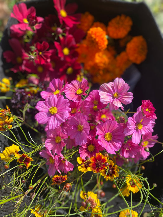 Ensemble de semences pour jardin tinctorial