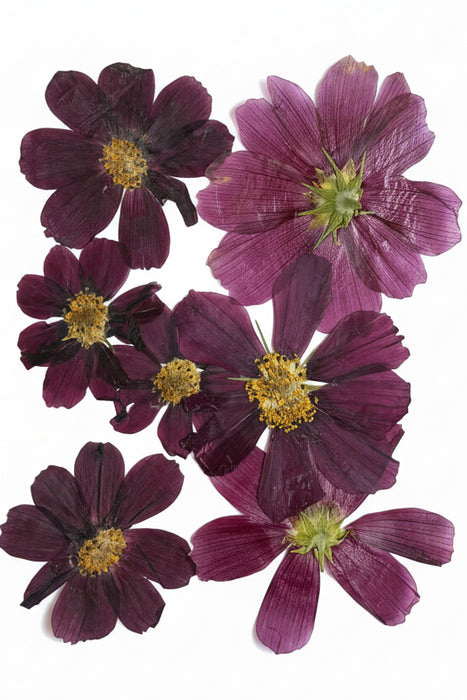 Fleurs pressées pour Ecoprint