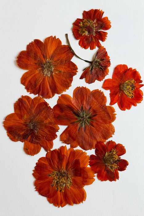 Fleurs pressées pour Ecoprint