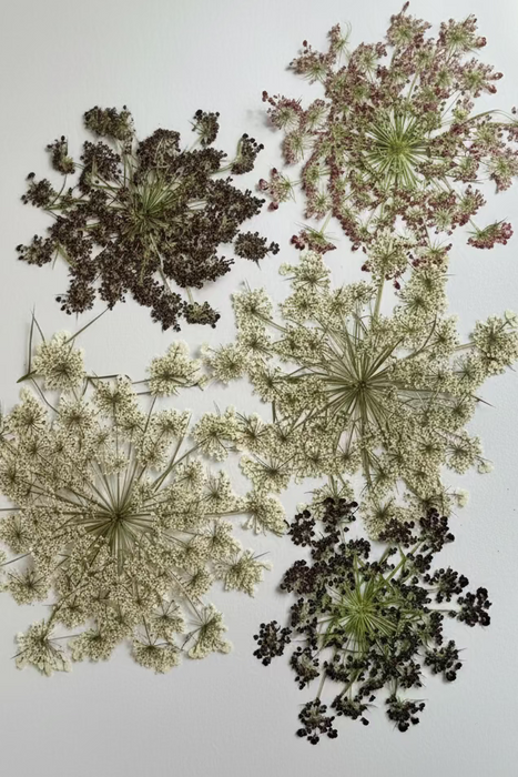 Fleurs pressées pour Ecoprint