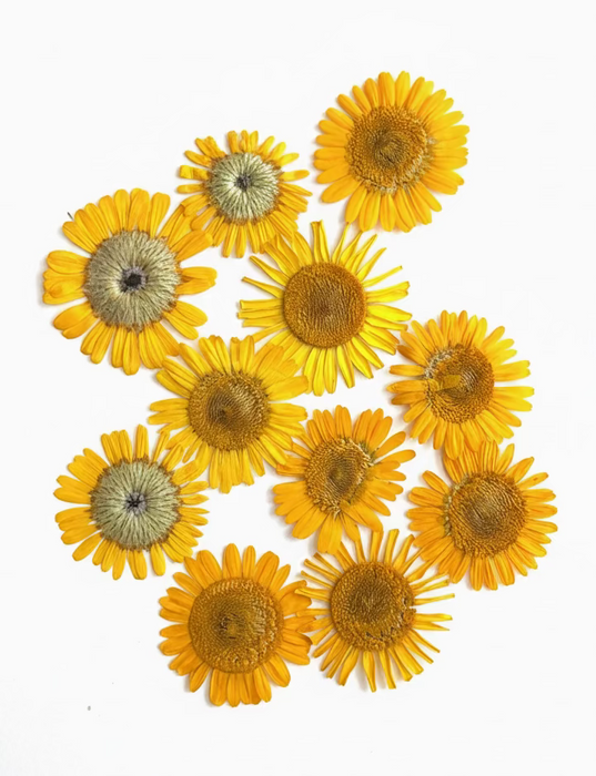 Fleurs pressées pour Ecoprint