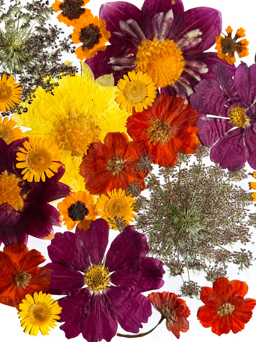 Fleurs pressées pour Ecoprint