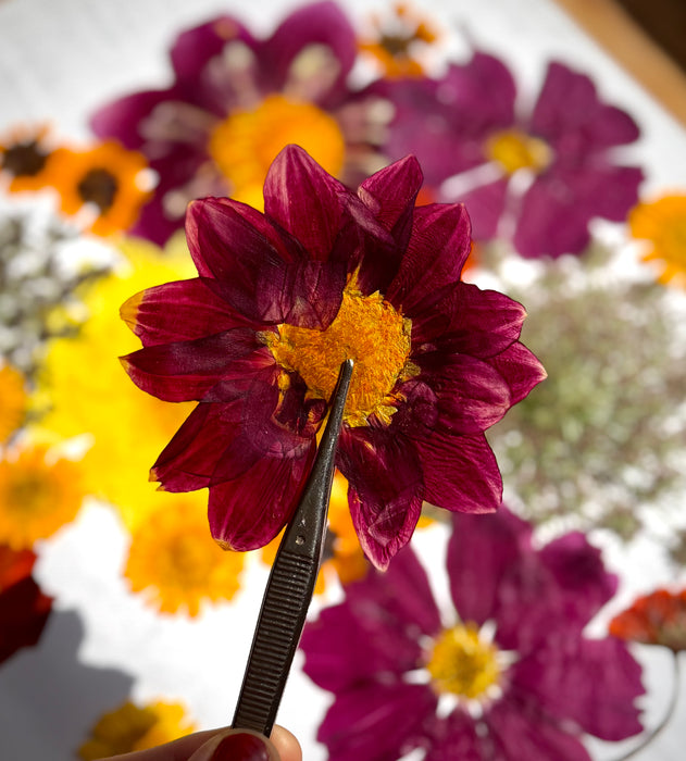 Fleurs pressées pour Ecoprint